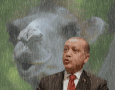 Erdogan, Stockphoto, camel, Rain, anigif, Erdogan animation